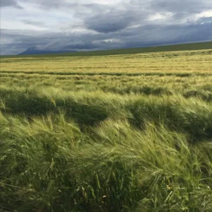 باد های محلی بندرگناوه