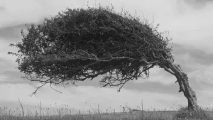 باد های محلی جنوب کشور و بندرگناوه