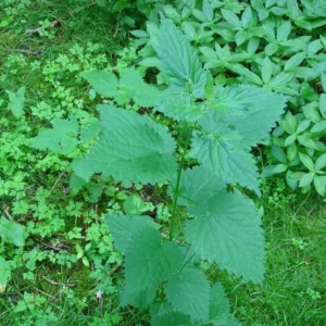 گیاهان دارویی و خواص آن ها