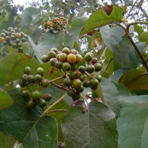 گیاهان دارویی جنوب کشور