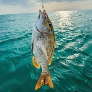 لنج های باری بندرگناوه