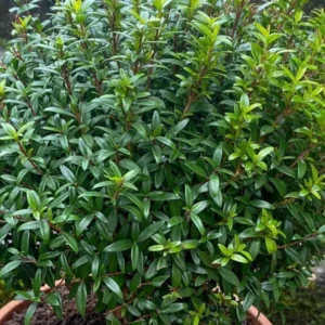 گیاهان دارویی و خواص آن ها