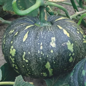 گیاهان دارویی جنوب کشور