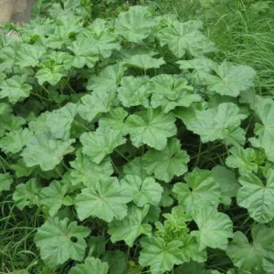 گیاهان دارویی منطقه گناوه