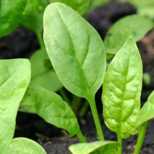 گیاهان دارویی و خواص آن ها