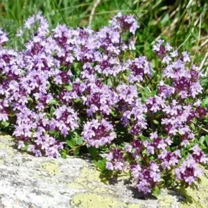 گیاهان دارویی و خواص آن ها