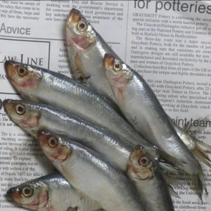 تله های ماهیگیری در جنوب