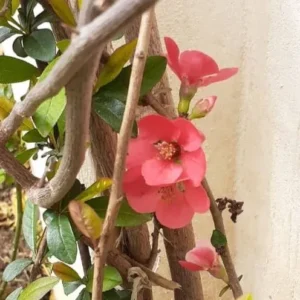 گیاهان دارویی و خواص آن ها