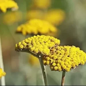 گیاهان دارویی منطقه گناوه