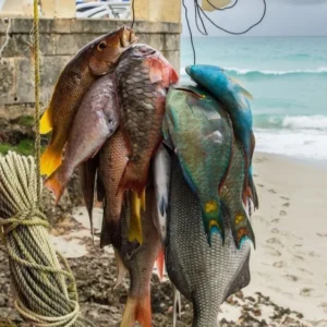 آموزش ماهیگیری در جنوب کشور