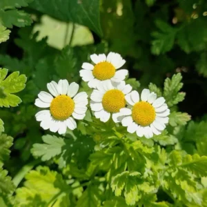 گیاهان دارویی منطقه گناوه