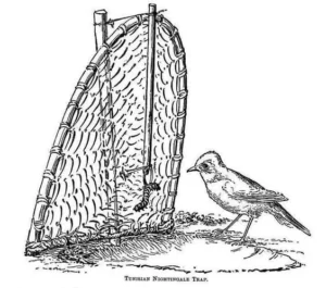 نام محلی حیوانات در بندرگناوه