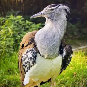 پرندگان شکاری جنوب کشور