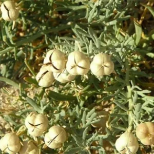 گیاهان دارویی و خواص آن ها