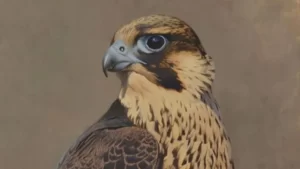 نام محلی حیوانات در بندرگناوه