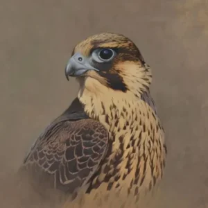 پرندگان شکاری جنوب کشور