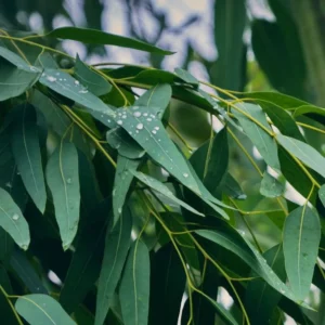 گیاهان دارویی و خواص آن ها