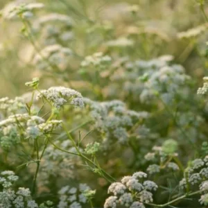 گیاهان دارویی جنوب کشور