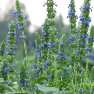 گیاهان دارویی منطقه گناوه