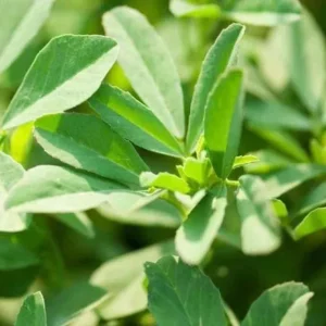 گیاهان دارویی جنوب کشور