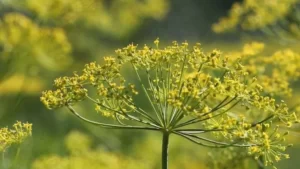 گیاهان دارویی و خواص آن ها