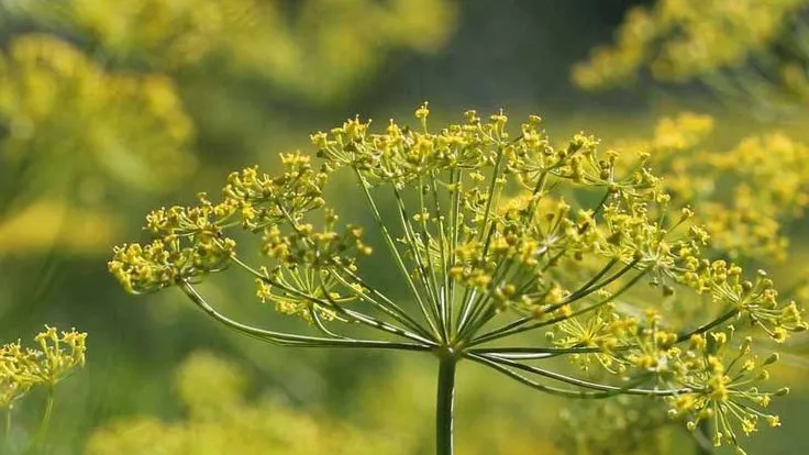 گیاهان دارویی و خواص آن ها