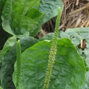 گیاهان دارویی و خواص آن ها