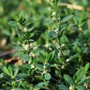 گیاهان دارویی منطقه گناوه