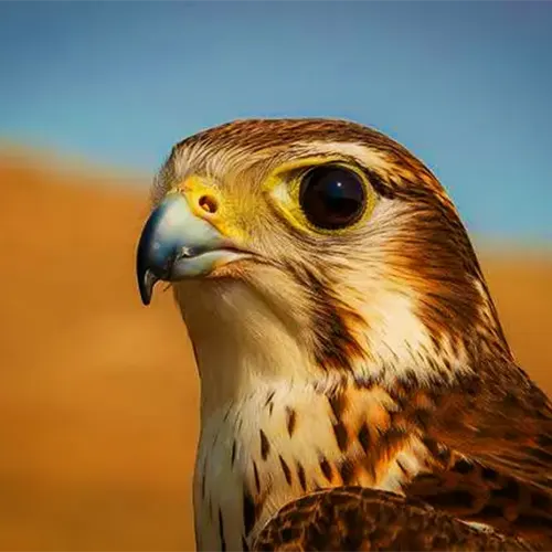 نحوه شکار شاهین