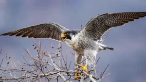 نحوه شکار شاهین