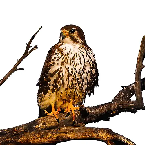 نحوه شکار شاهین