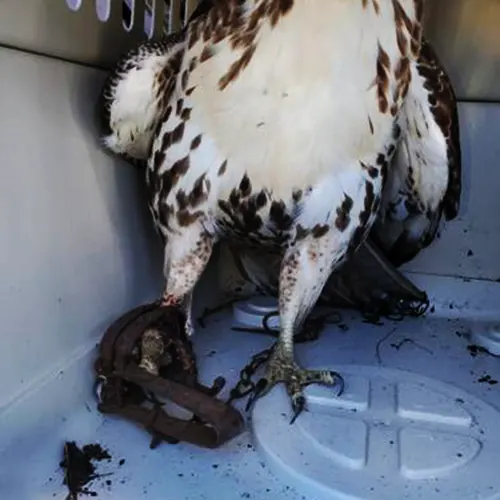 نحوه شکار شاهین