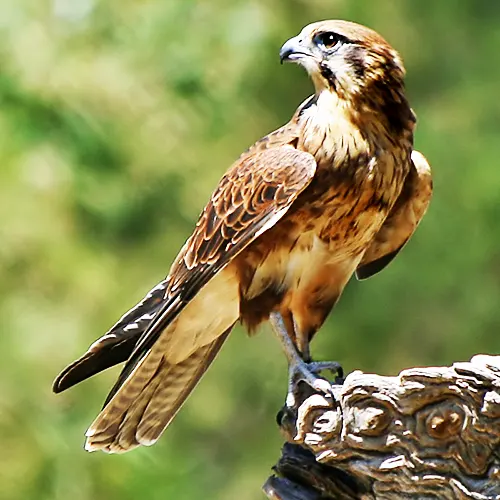 نحوه شکار شاهین