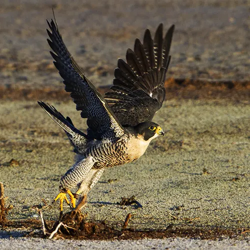 نحوه شکار شاهین