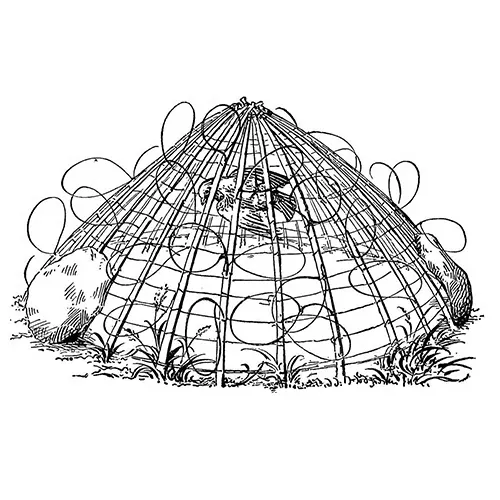 نحوه شکار شاهین