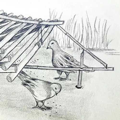 نحوه شکار شاهین